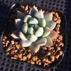 *多肉植物*　エケベリア　サン美人　プルパキ　抜き苗のサムネイル