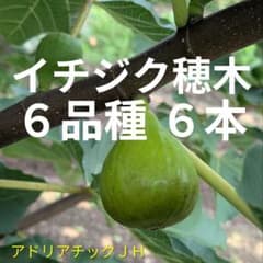 abc さま　イチジク穂木　お纏め　専用出品 イチジク穂木abc様専用出品 abc さま イチジク穂木 お纏め 専用出品