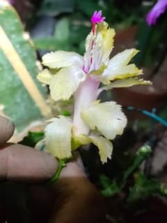 デンマークカクタス シャコバサボテン 黄羽 葉挿し 1480 - メルカリ