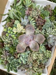 多肉植物 カット苗　詰め合わせのサムネイル