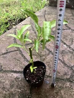 夜香木　芳香　aのサムネイル
