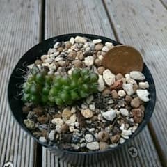 多肉植物茶傘のサムネイル