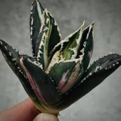多肉植物・アガベ・チタノタ・狼人錦白中斑・スーパーコンパクト