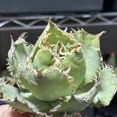 フィリグリー 美株 アガベ チタノタ #2-7 - メルカリ