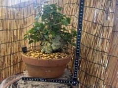 ✨✨✨オキナワオオハマボウ【◎良品素材】検/ユウナ/ハート葉happy