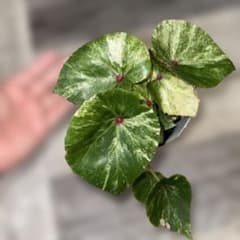 ② ベゴニア ルージュ斑入りのサムネイル