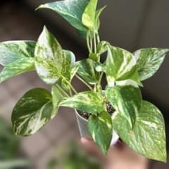 観葉植物 ポトス 黄金　抜き苗のサムネイル