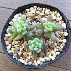スプリングワンダー✕ヒントニー　多肉　３カットのサムネイル