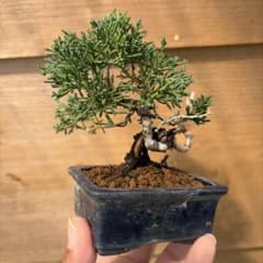 糸魚川真柏小品盆栽のサムネイル