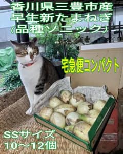 香川県産新玉ねぎ 宅急便コンパクトにてのサムネイル