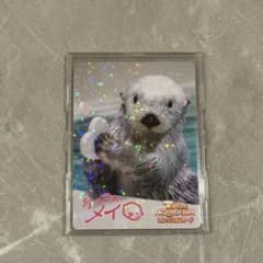美品 鳥羽水族館コレクションカードvol.2 ラッコ メイ レア - メルカリ