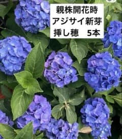 ブルーパープル系 紫陽花 新芽 挿し穂 5本 - メルカリ