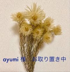 フィリカ ドライフラワー 素材のサムネイル