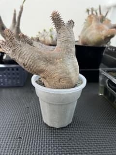 パキポディウム マカイエンセ魔界玉塊根植物 コーデックス - メルカリ