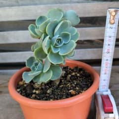②多肉植物 七福神 群生株 抜き苗 現品 - メルカリ