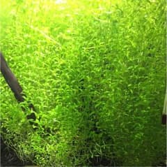 水草パールグラスのサムネイル