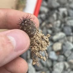 コピアポア　黒王丸　実生　強棘選抜のサムネイル