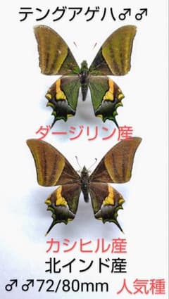 テングアゲハ♂♂標本☆ダージリン・カシヒル北インド産☆お買い得