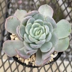 多肉植物　レモンベリーのサムネイル