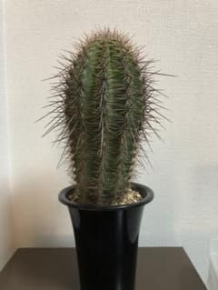 弁慶柱 Carnegiea gigantea ドライガーデン向き 耐寒性有り - メルカリ