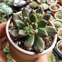 多肉植物♪ ペロドクサ( ˊᵕˋ )♡のサムネイル