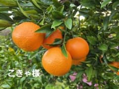 屋久島　タンカン　自然栽培のサムネイル