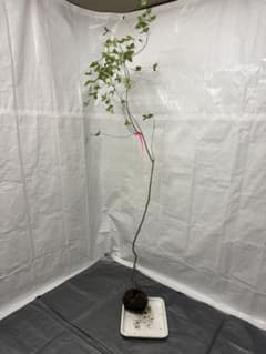 山採りミツバツツジ 6/7⑨H195cm W65cm 23 - メルカリ
