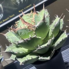 特出！アガベチタノタ毒液（極上株）超S級良形狂棘superヴェノム激レア