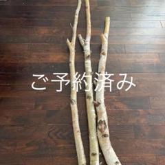 白樺の木　北海道インテリア　店舗用ディスプレイ　クリスマス装飾　インテリア雑貨 白樺の木 北海道白樺インテリア クリスマス装飾 店舗用