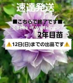 速達発送♡せつばあば様♡専用　クレマチス苗 速達発送 クレマチス苗 パテンス系☆薄紫の八重咲き☆こちらで終了□12