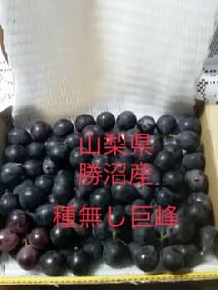 山梨県勝沼産 種無し巨峰 粒 １kgのサムネイル