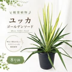 ユッカ ゴールデンソード 観葉植物 8号鉢 ユッカ ゴールデンソード 観葉植物 8号鉢 - メルカリ