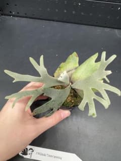 ビカクシダ YMDS Totoro HHRナーセリータグ付け #011 - メルカリ