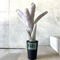 希少】Aechmea エクメア ムルフォーディ マルバ 沖縄育ち - メルカリ