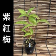 紫紅梅　ポットごと　山アジサイ　紫陽花　ヤマアジサイのサムネイル