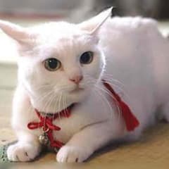 まりあ様専用ページのサムネイル