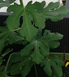 【専用】はじめ様 イチジク穂木のサムネイル