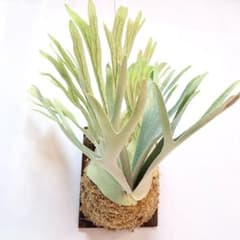 P.veitchii sp. sporeling TIP#2 ビカクシダ P.veitchii sp. sporeling TIP#2 ビカクシダ - メルカリ