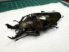 m52794175902_1.jpg?1723421843