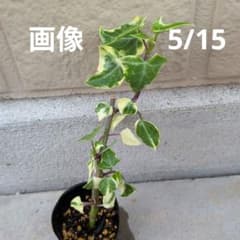 マーガレットアイビー苗 斑入り葉 No.1 多肉植物 - メルカリ