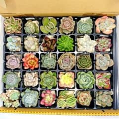 27.多肉植物エケベリア　カット苗抜き苗　30種類セット　詰め合わせのサムネイル