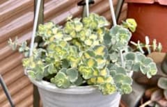 ♡多肉植物 斑入り セダム ミセバヤ♡ 3カット - メルカリ