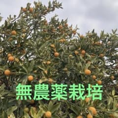 無農薬　金柑　箱込み約1キロのサムネイル