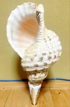 特大41㎝修験道法螺貝 山伏 ほら貝 ホラガイ - メルカリ