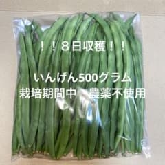 新鮮なインゲン豆 収穫したてのサムネイル