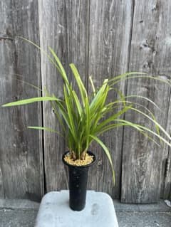 現品】レア♡斑入り♡シュガーパイン♡3号♡ポットごと宅急便