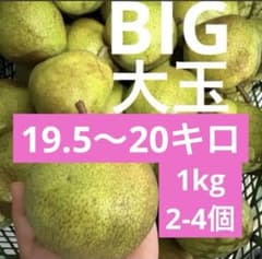 山形県産加工用ラフランス19.5キロ〜20キロ(箱資材込　硬いラフランス大玉のサムネイル