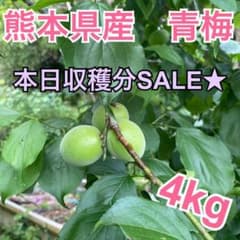 本日最終セール！完全無農薬　熊本県産　青梅　4キロ【梅酒・梅シロップにどうぞ★】のサムネイル