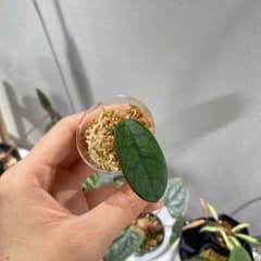 ホヤ Hoya sichuanensis / Lyi Noid - メルカリ