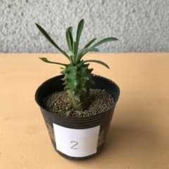 多肉植物　峨眉山のサムネイル